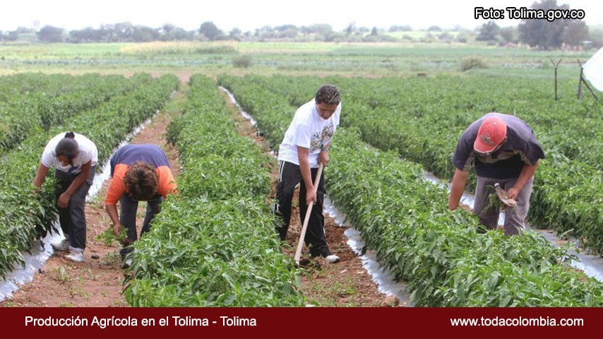Economía Departamento del Tolima