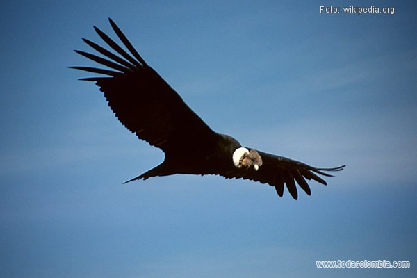 Ave Nacional de Colombia: Condor Andino Emblema Nacional de Colombia