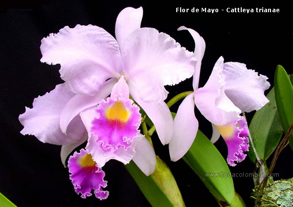 Flor Nacional de Colombia: Flor de mayo o Cattleya trianae