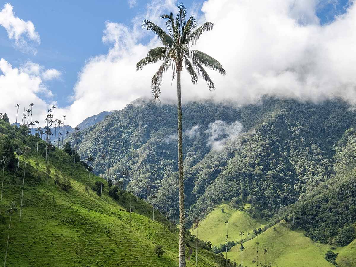 Árbol Nacional de Colombia: Palma de Cera del Quindío Emblema ...